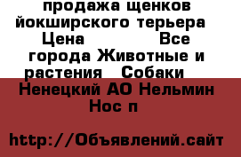 продажа щенков йокширского терьера › Цена ­ 25 000 - Все города Животные и растения » Собаки   . Ненецкий АО,Нельмин Нос п.